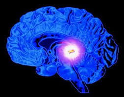 Glándula pineal, destacada con colores luminiscentes dentro del cerebro humano.