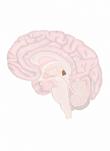 Dibujo del cerebro con destaque de la glándula pineal.