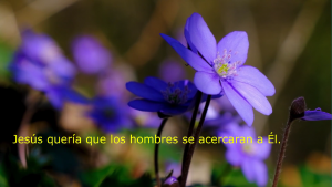 flores