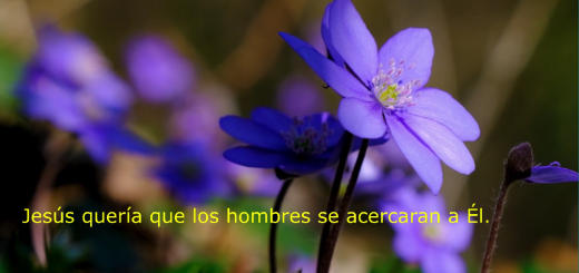 flores