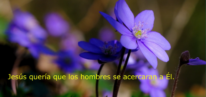 flores