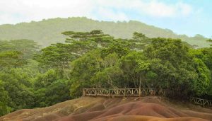 arboles-isla-mauricio