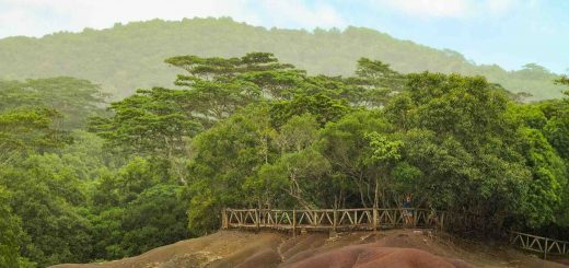 arboles-isla-mauricio